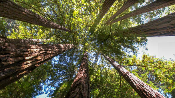 Tree and Shrub Care in Fraser, CO